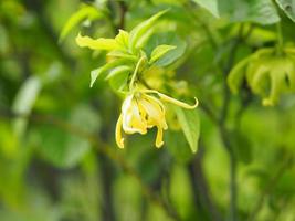 cananga odorata ylang-ylang naam van de bloem golven grijze schors boeket bloemen in een cluster gele of groene bloemblaadjes zijn geurig foto