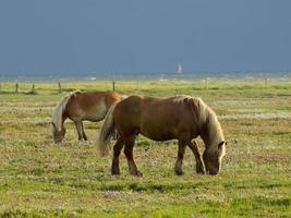 het eiland juist in duitsland foto