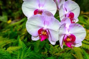 geurende orchidee in volle bloei