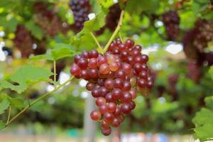 druiven in wijngaard op een zonnige dag foto