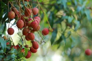 verse lychee op boom in lychee boomgaard. foto