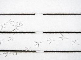 vogelsporen in de sneeuw. een patroon van voetafdrukken. duiven lopen in de sneeuw. foto