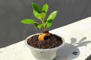 heldere en schattige kleine planten in plastic bekers. foto