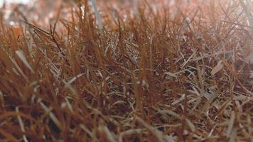 achtergrond van oranje patroon textuur van gras. foto