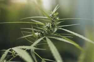 marihuana plant met bloemen. marihuanabladeren, cannabis sativa-bladeren. foto