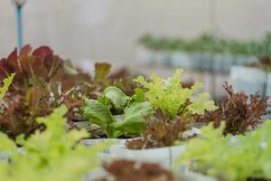 verse groene groenten in hydrocultuur boerderij. biologisch en hydrocultuur boerderijconcept. foto