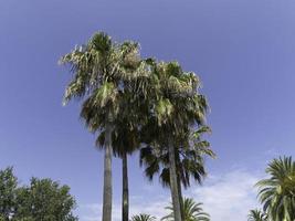 Mallorca eiland in spanje foto