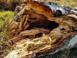 een storm ontwortelde de bomen in het natuurreservaat ruebker moor foto