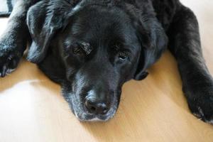 15 jaar oud Brits labrador retriever-meisje met korte vacht foto