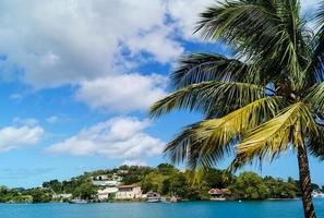 kokospalm bij saint lucia foto