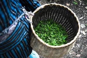 verse groene theeblaadjes in bamboemand worden verzameld voor verdere verwerking in Hangzhou, China foto