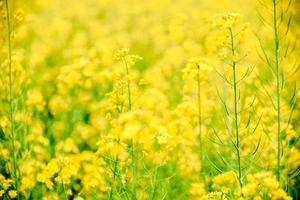 achtergrond van bloeiende gele bloemen veld in natuurlijke zomer en wazig beeld. foto