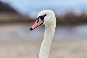 portret van grote witte knobbelzwaan naast zee, close-up foto