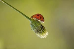 close-up van lieveheersbeestje gespot op gras foto