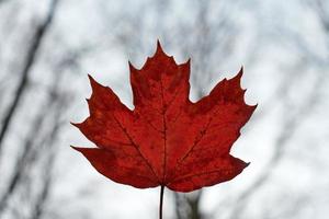 rood herfstblad op blauwe hemelachtergrond foto