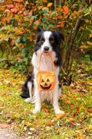trick or treat-concept. grappige puppy hond border collie pompoen mand in de mond te houden zittend op herfst kleurrijke gebladerte achtergrond in park buiten. voorbereiding voor halloween-feest. foto