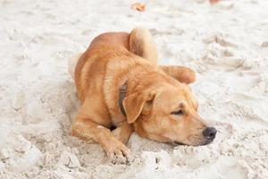 hond het ontspannen op strandzand in Thailand foto