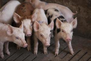 varkens in de boerderij