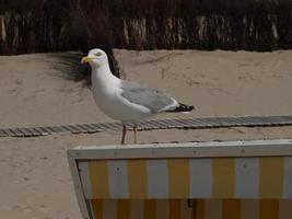 langeoog eiland in duitsland foto