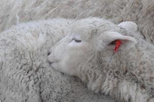 schapen in de winter foto