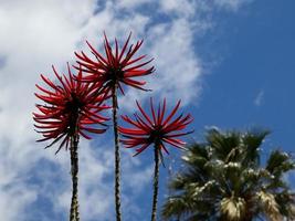 funchal en het eiland madeira foto