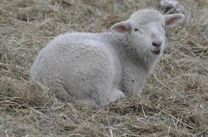 schapen in de winter foto