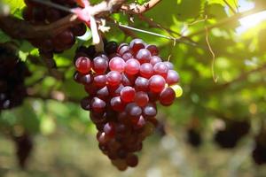 druiven in wijngaard op een zonnige dag foto