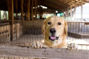 bruine hond stond te wachten boven de kooi foto