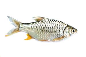 barbodes goninotus of zilver weerhaak vis foto