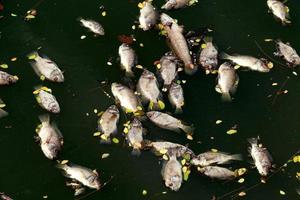 dode vissen dreven in het donkere water, watervervuiling foto