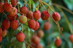 verse lychee op boom in lychee boomgaard. foto