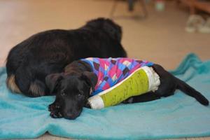 puppy hondje met gewond gebroken bot kreeg eerste hulp behandeling met een spalkna kleur groen een bezoek aan de dierenarts ziekenhuis. foto