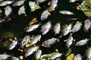 dode vissen dreven in het donkere water, watervervuiling foto