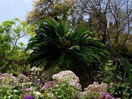 funchal en het eiland madeira foto