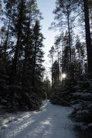 besneeuwde weg in het bos. winters landschap. foto