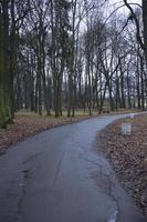 sombere herfstweg de mist in foto