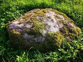 een steen in het gras bedekt met mos foto