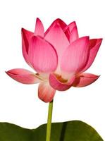 macro roze lotusbloem op witte achtergrond foto