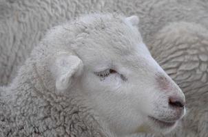 schapen in de winter foto