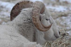 schapen in de winter foto