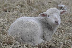 schapen in de winter foto