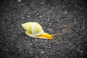 schattige slak op de weg foto