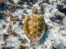 onderwaterfoto's van groene zeeschildpadden foto