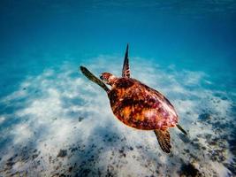 onderwaterfoto's van groene zeeschildpadden foto