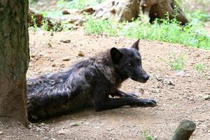 kleine zwarte wolf leeft in de dierentuin foto