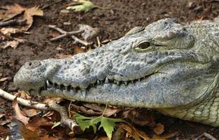 grote krokodillen in het natuurreservaat hamat - gader in het noorden van israël foto