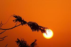 de zon is een van de sterren in onze melkweg en de enige ster in het zonnestelsel. foto