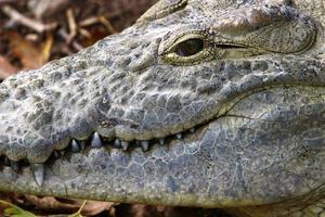 grote krokodillen in het natuurreservaat hamat - gader in het noorden van israël foto