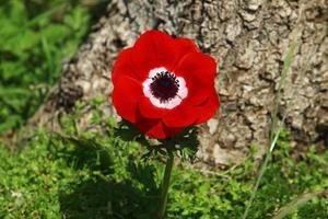 rode anemonen in het stadspark foto