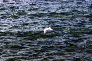 vogels vliegen over de middellandse zee foto